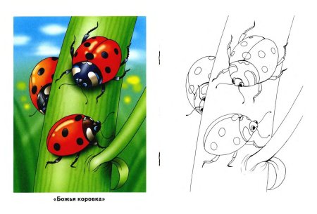Раскраска Божья коровка на цветке