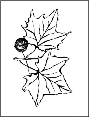 Лист дуба и клена раскраска