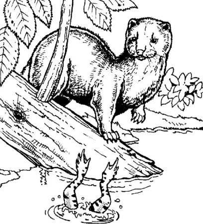 Европейская норка раскраска