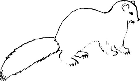 Европейская норка раскраска