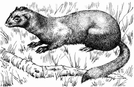 Кавказская европейская норка рисунок