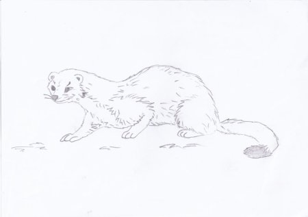 Европейская норка раскраска