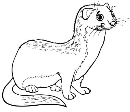 Ласка раскраска