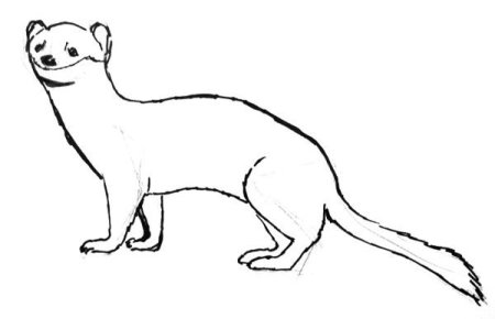 Горностай раскраска