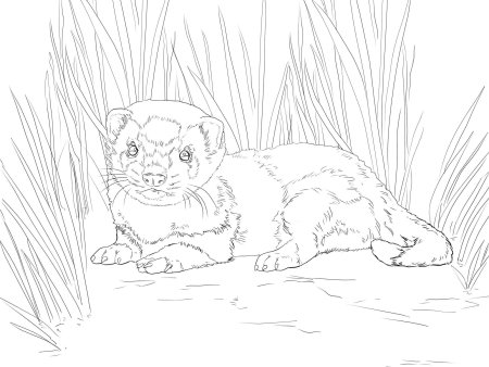 Хорек раскраска для детей