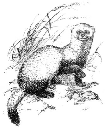 Хорь Степной красная книга