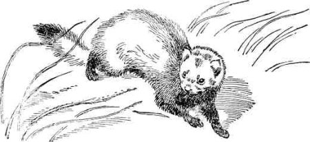 Степной хорёк