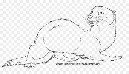 Хорек лайны