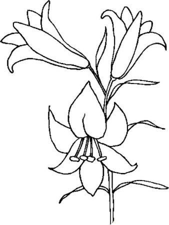 Лилия саранка черно белые