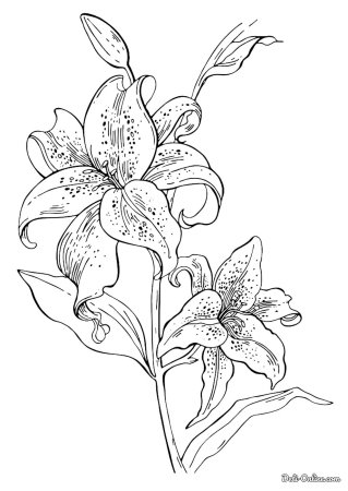 Раскраски цветов