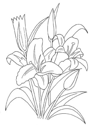 Раскраска Лилия цветок
