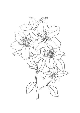 Лилия саранка раскраска