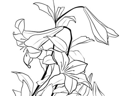Лилия саранка раскраска