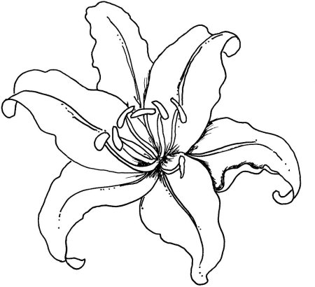 Лилии раскраска