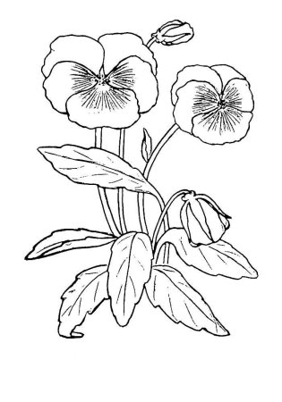 Фиалка узамбарская рисунок