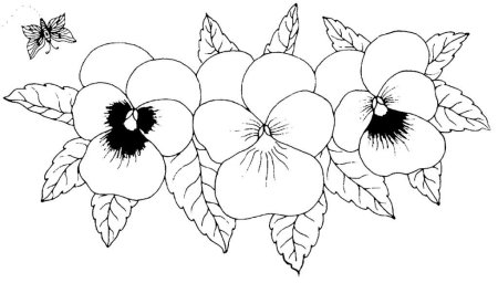 Фиалка узамбарская рис