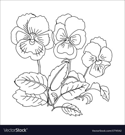 Узамбарская фиалка раскраска