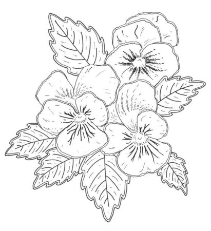 Фиалка надрезанная раскраска