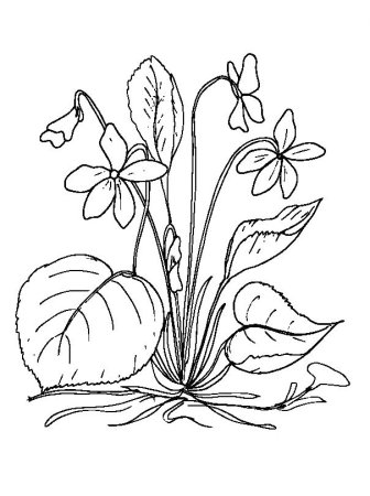 Фиалка раскраска для детей