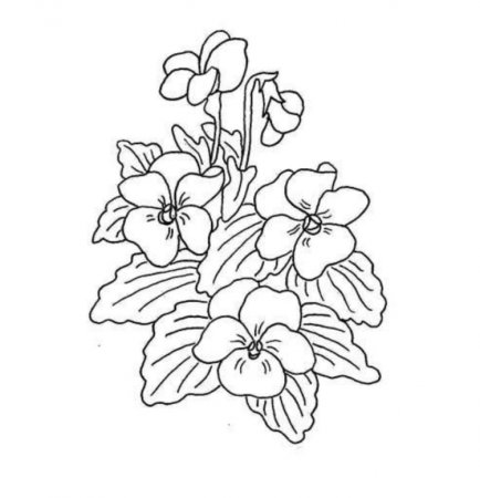 Комнатные цветы бальзамин раскраска