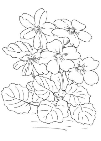 Раскраска цветок фиалка