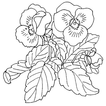 Фиалка трехцветная Фармакогнозия