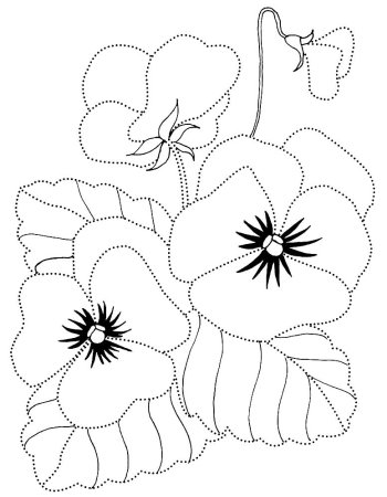 Фиалка узамбарская рисунок