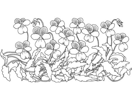 Узамбарская фиалка раскраска