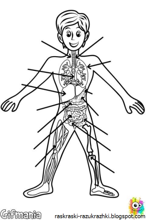 Раскраска тело человека для детей