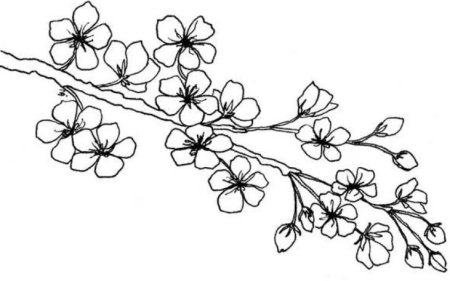 Сакура карандашом