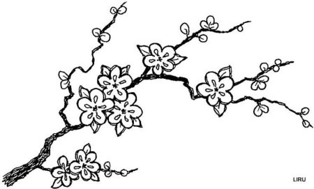 Ветка Сакуры