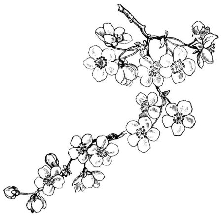 Ветка Сакуры эскиз