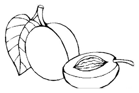 Абрикос раскраска для детей