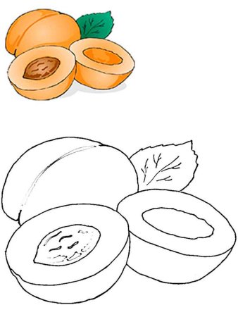 Абрикос раскраска для детей