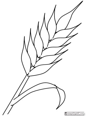 Раскраска колосок пшеницы для детей