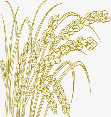 Колосок раскраска