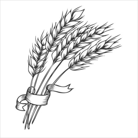 Колосок пшеницы раскраска