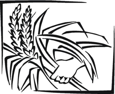 Сноп колосьев вектор