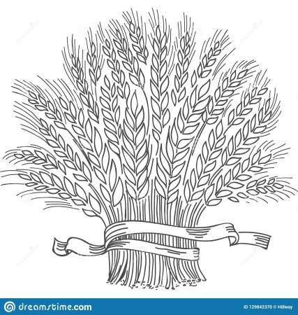 Колос пшеницы раскраска