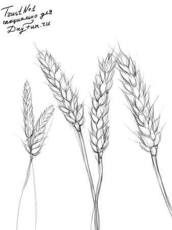 Рис колоски-стробилы