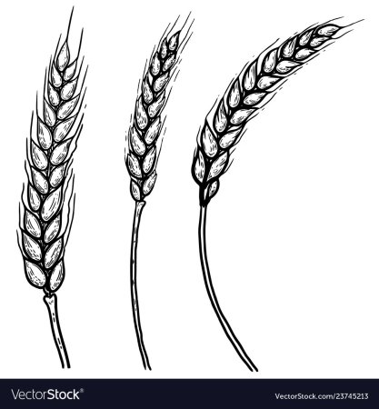 Рисунок колосок пшеницы для детей - 71 фото