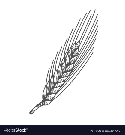 Пшеница рисунок