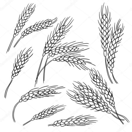 Колосья пшеницы рисунок карандашом