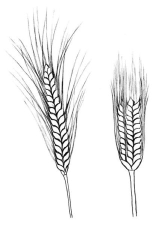 Раскраска колосок пшеницы для детей