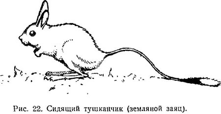 Тушканчик рисунок