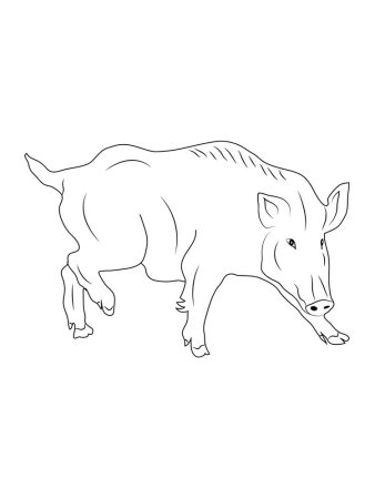 Кабан рисунок раскраска