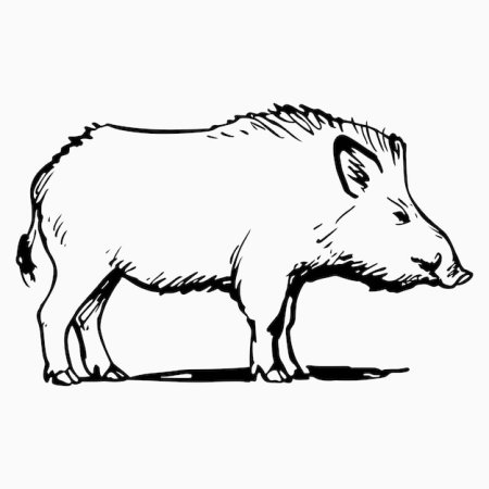 Кабан раскраска для детей