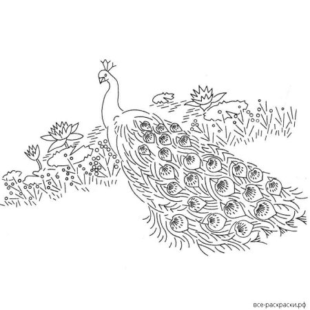 Павлины раскраска