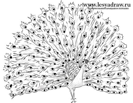Павлин. Раскраска