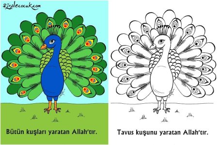 Хвост павлина раскраска